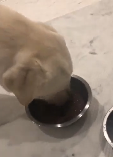 健康的な食生活を続けるラブラドールのアーリーくん